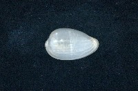 藏品(臺灣穀米螺)的圖片